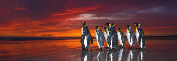 King Penguins (Heye)